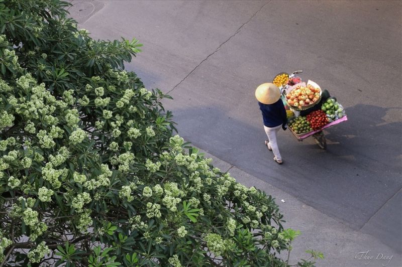 Khung cảnh rất đẹo mỗi độ thu vể