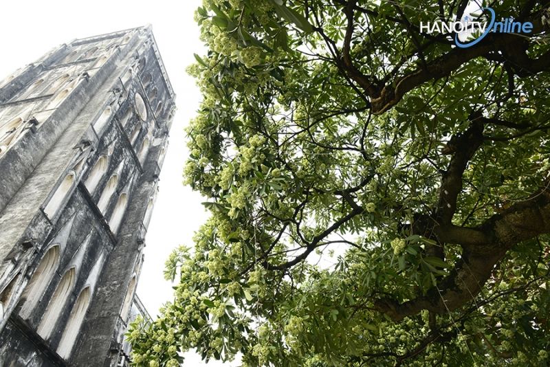 Hà Nội đẹp lãng mạn mùa hoa sữa