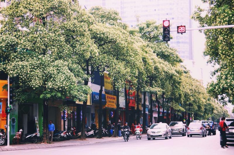 Hoa sữa đường phố Hà Nội