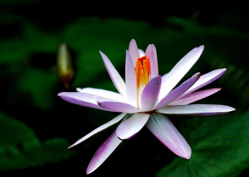 Bông hoa súng dịu dàng thanh tú hiện lên trong đêm