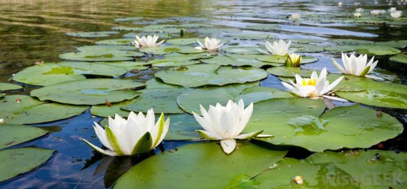 Hoa súng Shapla - Quốc hoa của Bangladesh