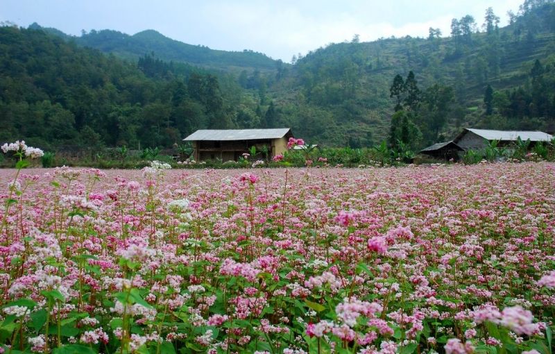 Lên Hà Giang ngắm hoa tam giác mạch