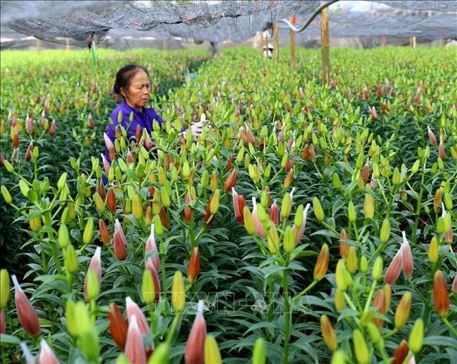 Vườn hoa Tây Tựu