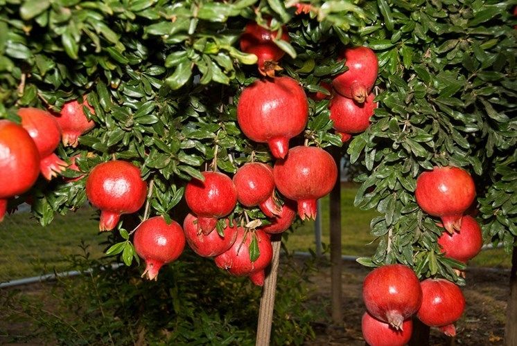 Hoa thạch lựu - Quốc hoa của Tây Ban Nha