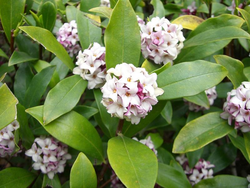 Hoa thụy hương