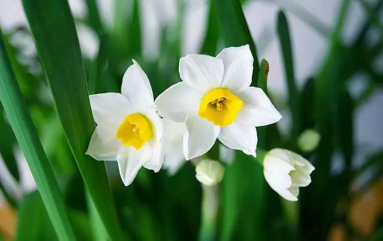 Hoa Thủy Tiên đỏ giúp xua đuổi vận đen, mang lại nhiều may mắn