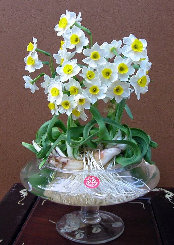 Hoa thủy tiên