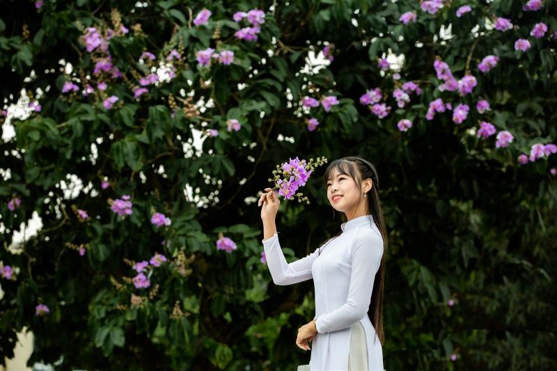Cây bằng lăng