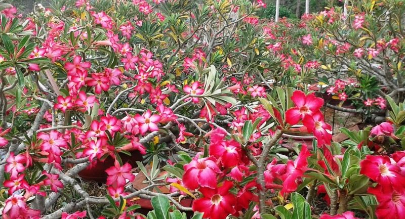 Hoa Sứ sa mạc (Adenium Obesum)