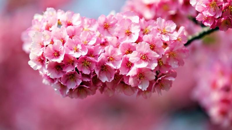 Hoa đỗ quyên – Rhododendron