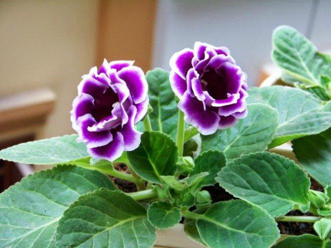 Hoa tử la lan được ưa chuộng trong dịp Tết