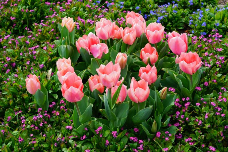 Hoa Tulip