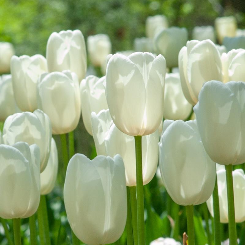 Hoa Tulip - Quốc hoa Hà Lan