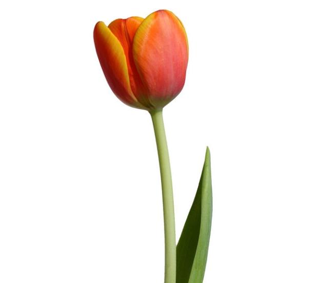 Hoa Tulip