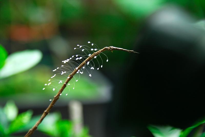 Hoa Ưu Đàm – Loài hoa Phật 3000 năm xuất hiện một lần