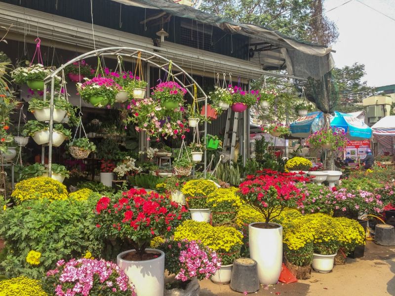 Hoa Vạn Phúc