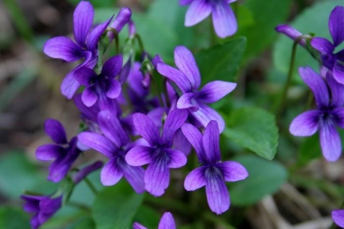 Hoa violet