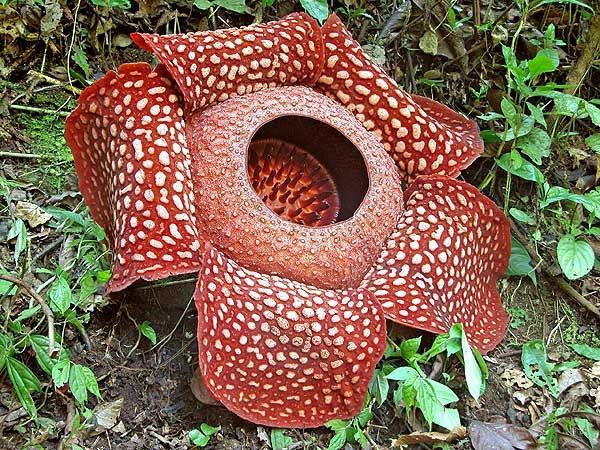Hoa vua là loài hoa lớn nhất thế giới