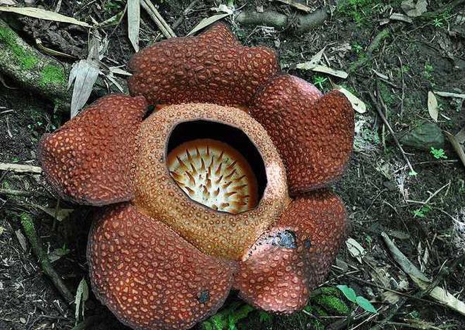Tuy nhiên, số phận của loài hoa này rất ngắn ngủi, chúng thường chỉ nở trong vài ngày rồi sẽ chết.﻿