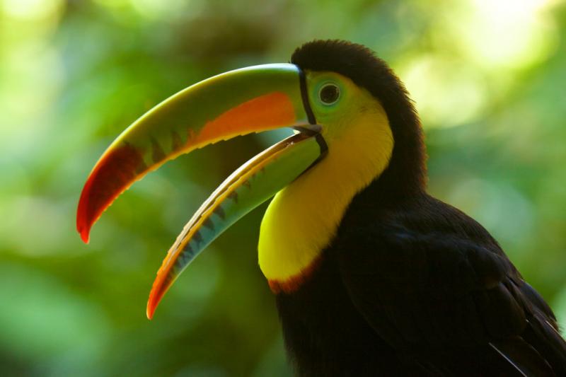 Tucan mỏ lục (Ramphastos sulfuratus)