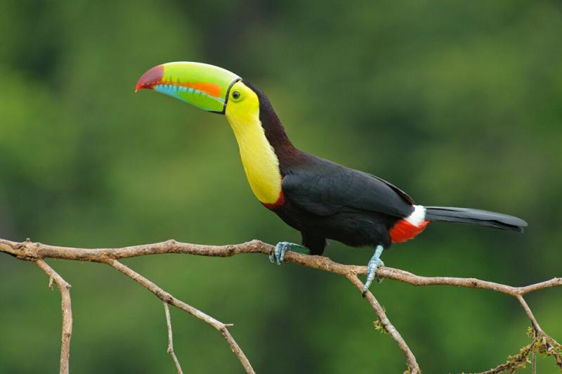 Tucan mỏ lục (Ramphastos sulfuratus)