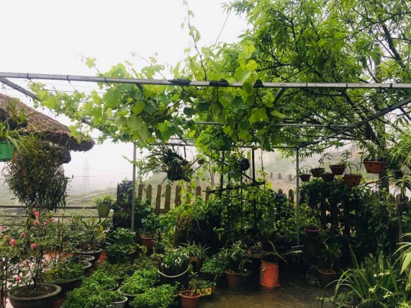 Hoa’s Homestay