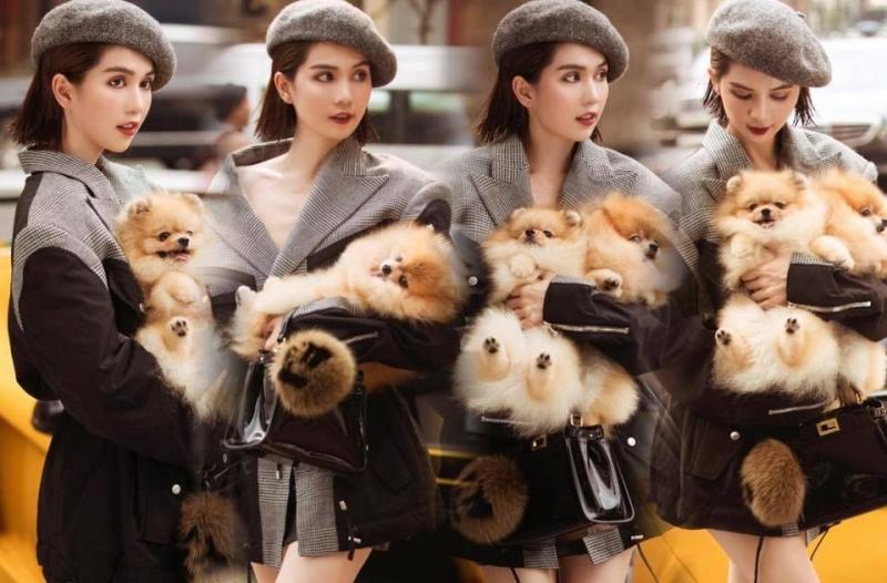 HoGi Pet Shop