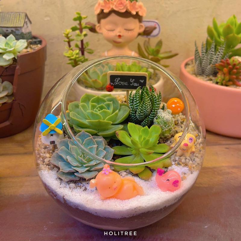 HoliTree - Sen Đá Tiểu Cảnh