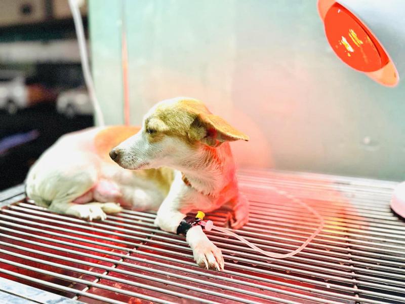 Home Vet Services - Dịch vụ Thú y Nha Trang