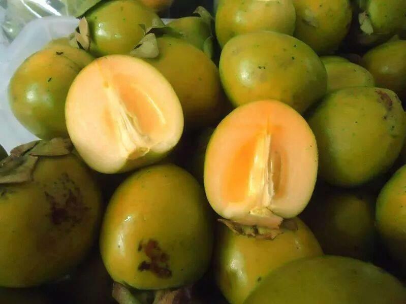 Hồng Đông Lộ và hồng Tiến