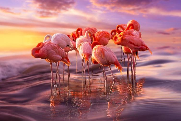 Hồng hạc - Phoenicopteridae