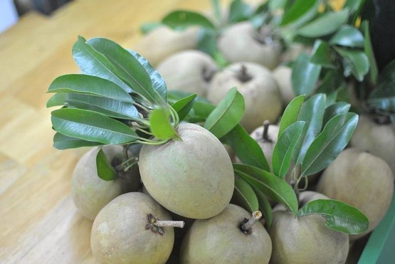 Hồng xiêm Mặc Bắc