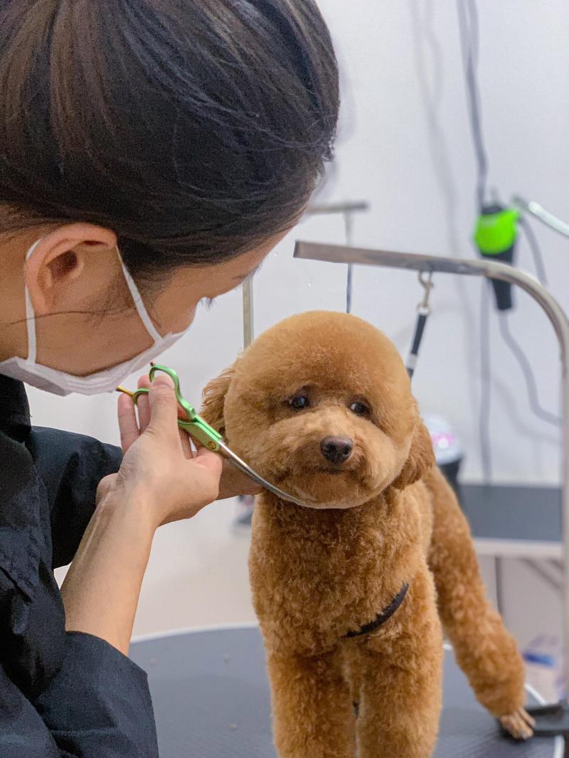 HPet - Siêu Thị Thú Cưng Thanh Hoá