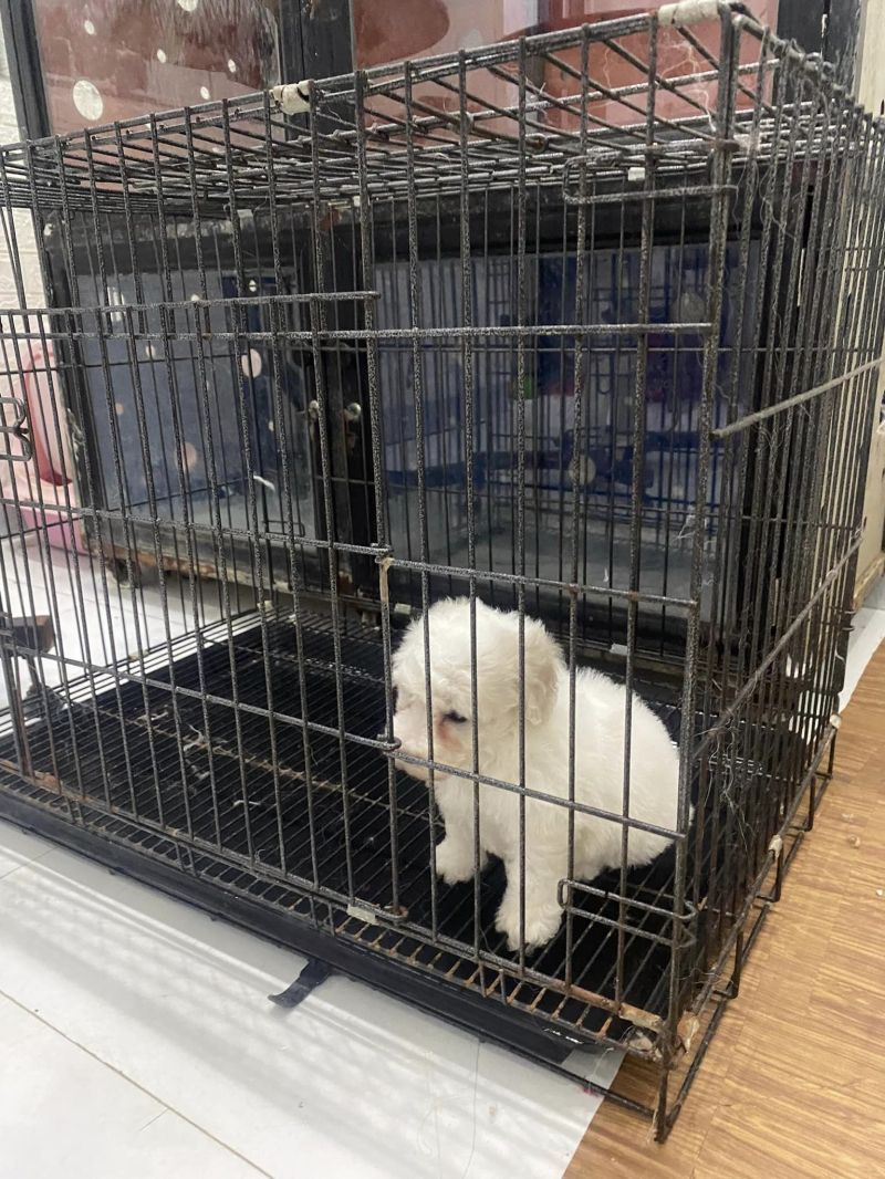 HT Pet Shop