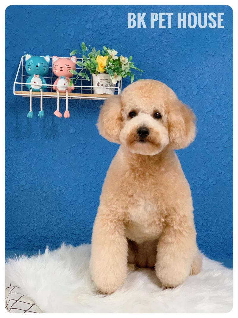 BK Pet House