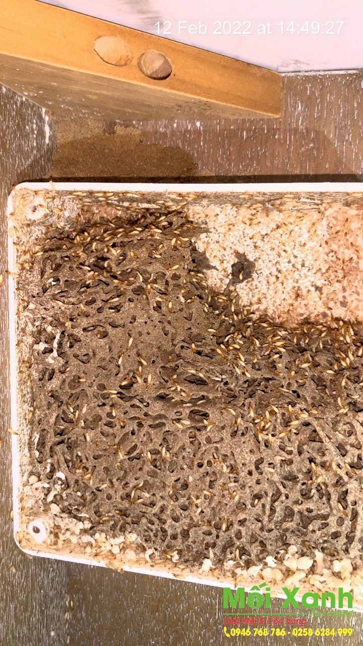 Diệt mối Phú Yên