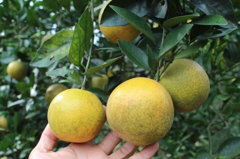 HueViet Organic