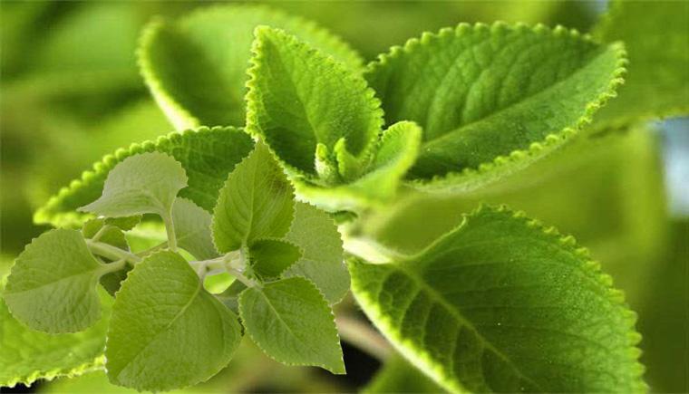 Húng chanh (Oregano Cuba)