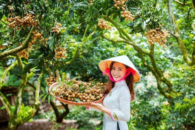 Hưng Yên mùa nhãn chín