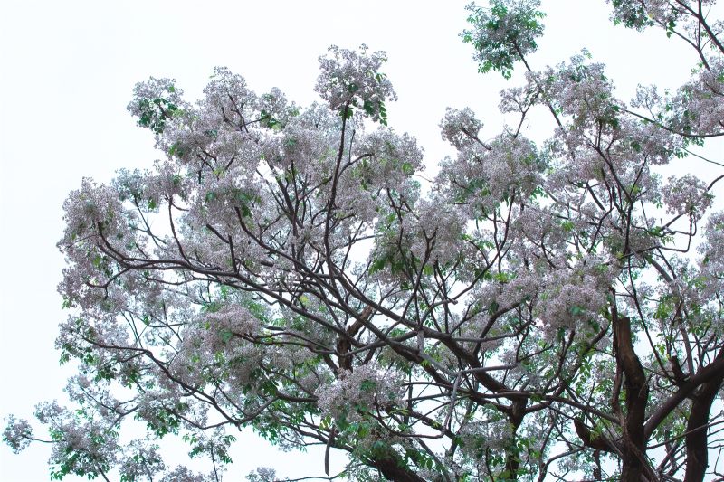 Hương mùa xuân