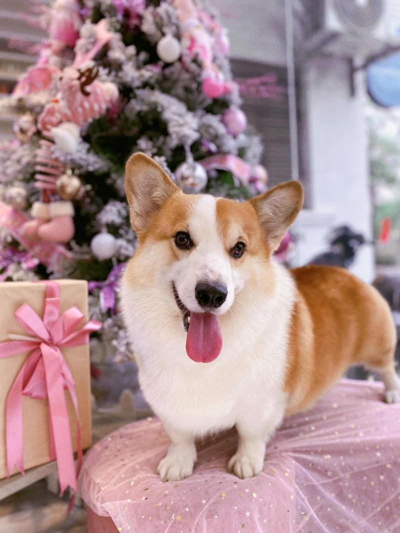 Huyen Pet