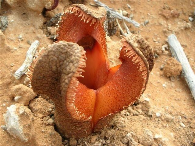 Hoa Hydrona Africana khi đã nở