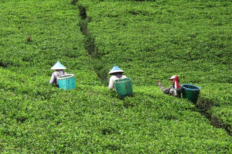 Sản lượng chè của Indonesia chủ yếu phục vụ xuất khẩu
