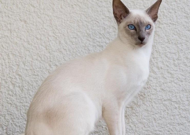 Mèo Javanese