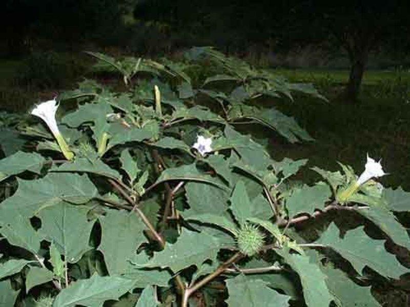 Cây Jimsonweed