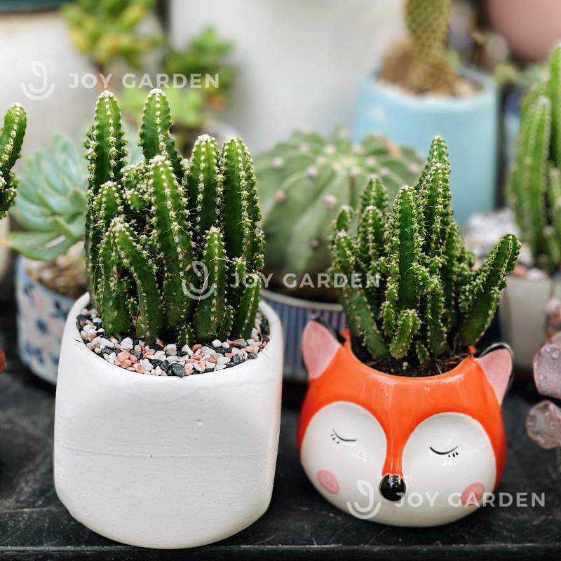 Joy Garden