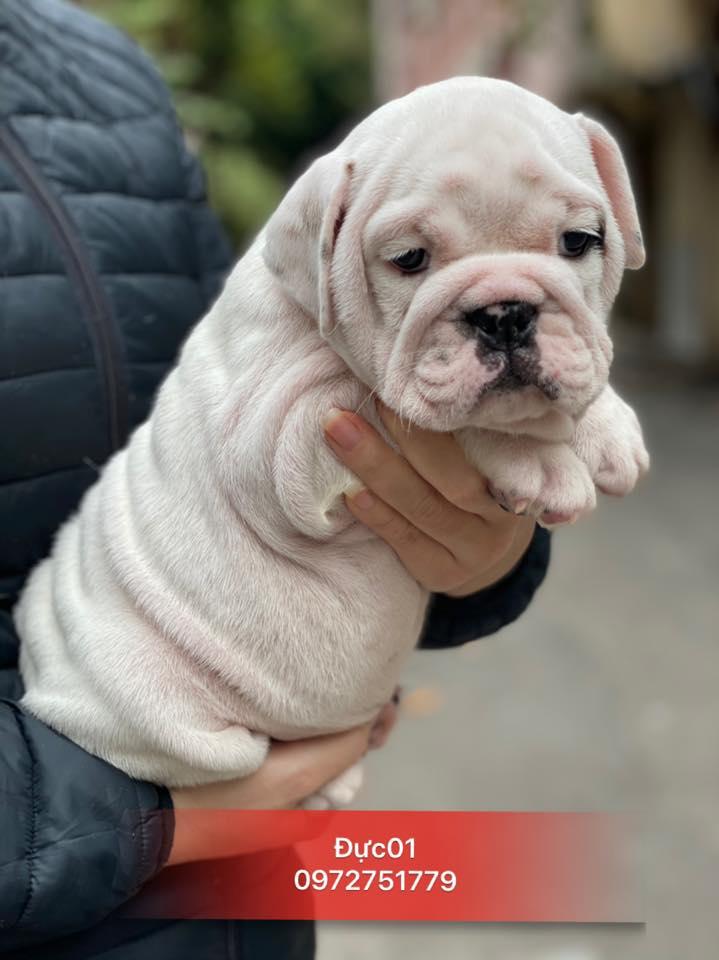 Kennels Dongtimo