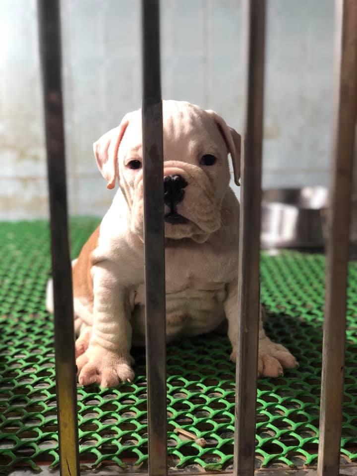 Kennels Dongtimo