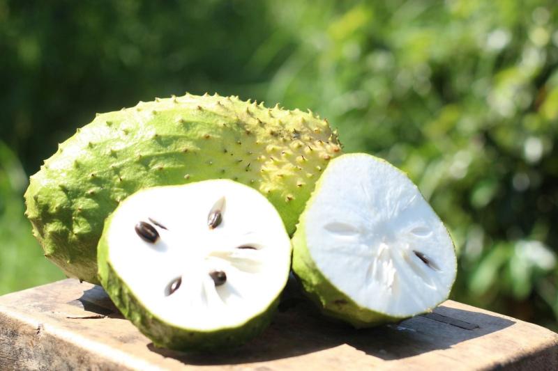 Khả năng chống lại vi khuẩn