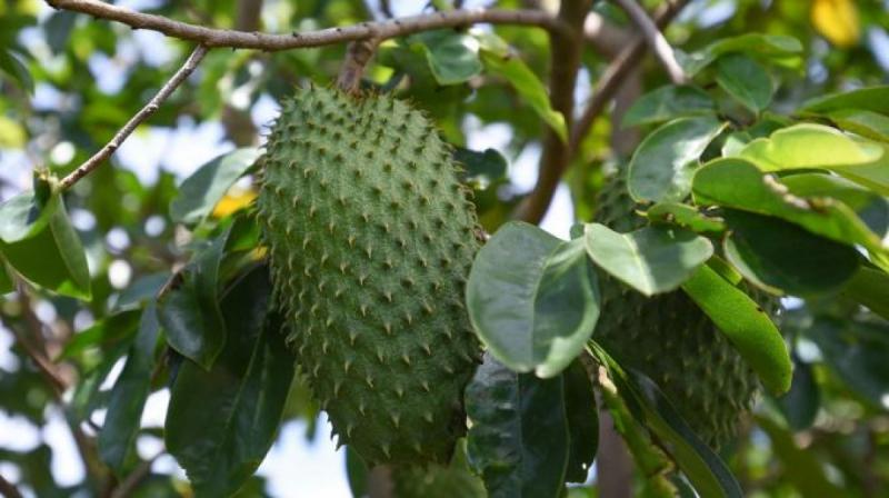 Khả năng chống lại vi khuẩn